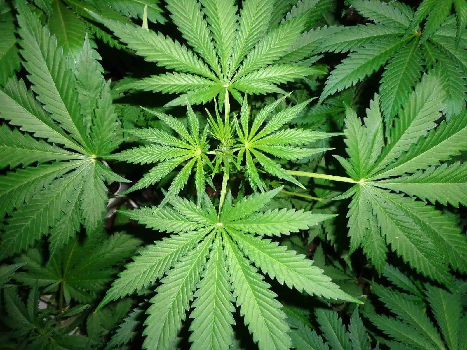 Marihuana imagen 5