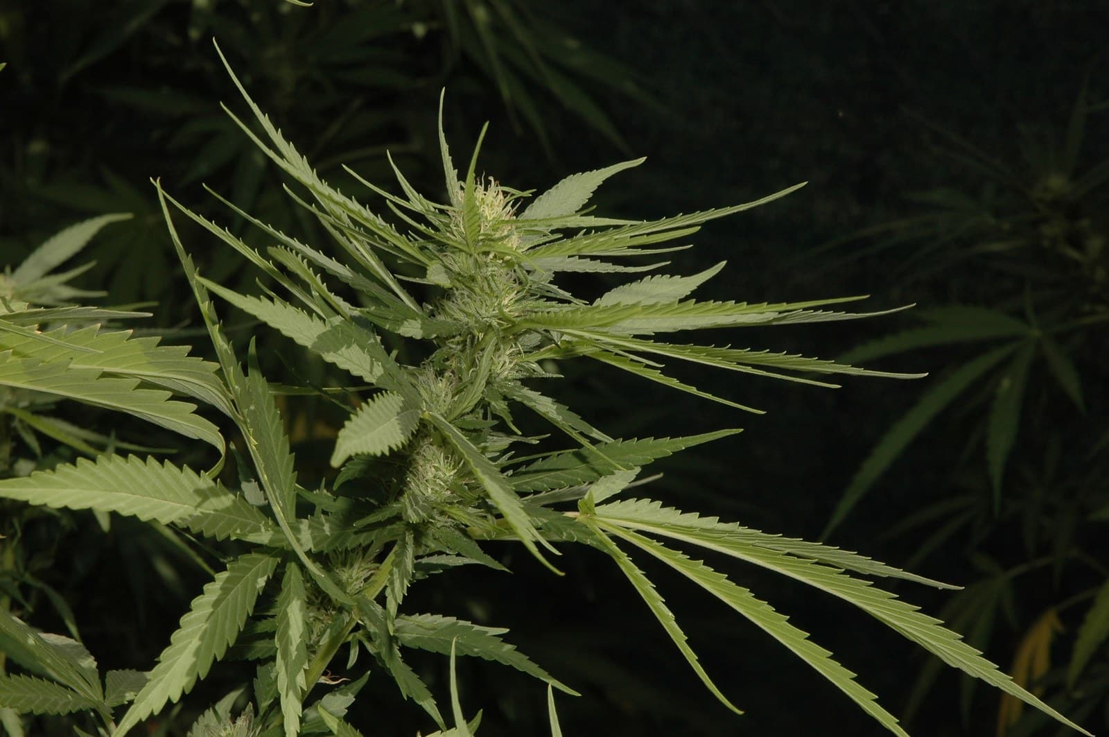 Luz ultravioleta THC detalle 3