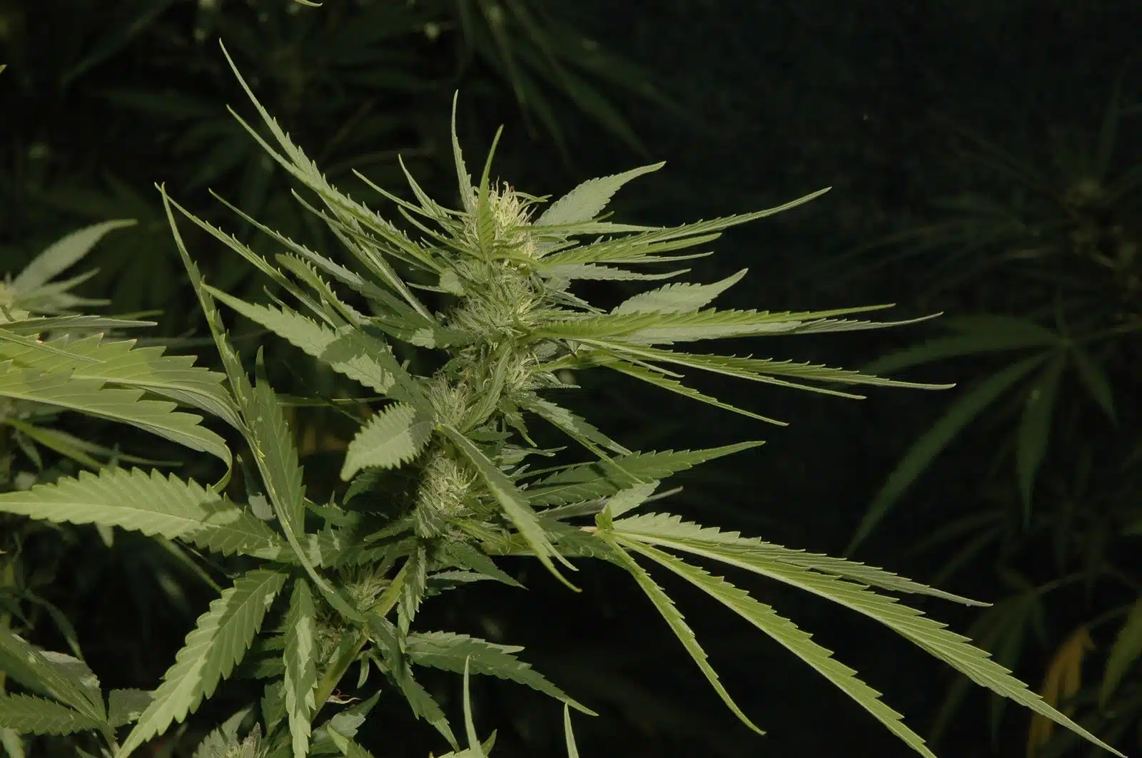 Luz ultravioleta THC detalle 3