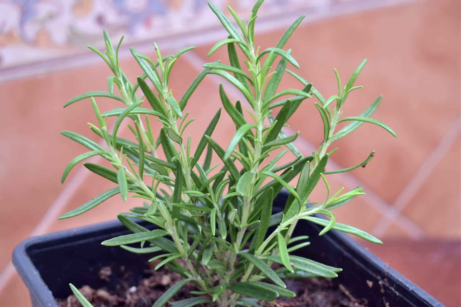 Terpenos cannabis detalle 4