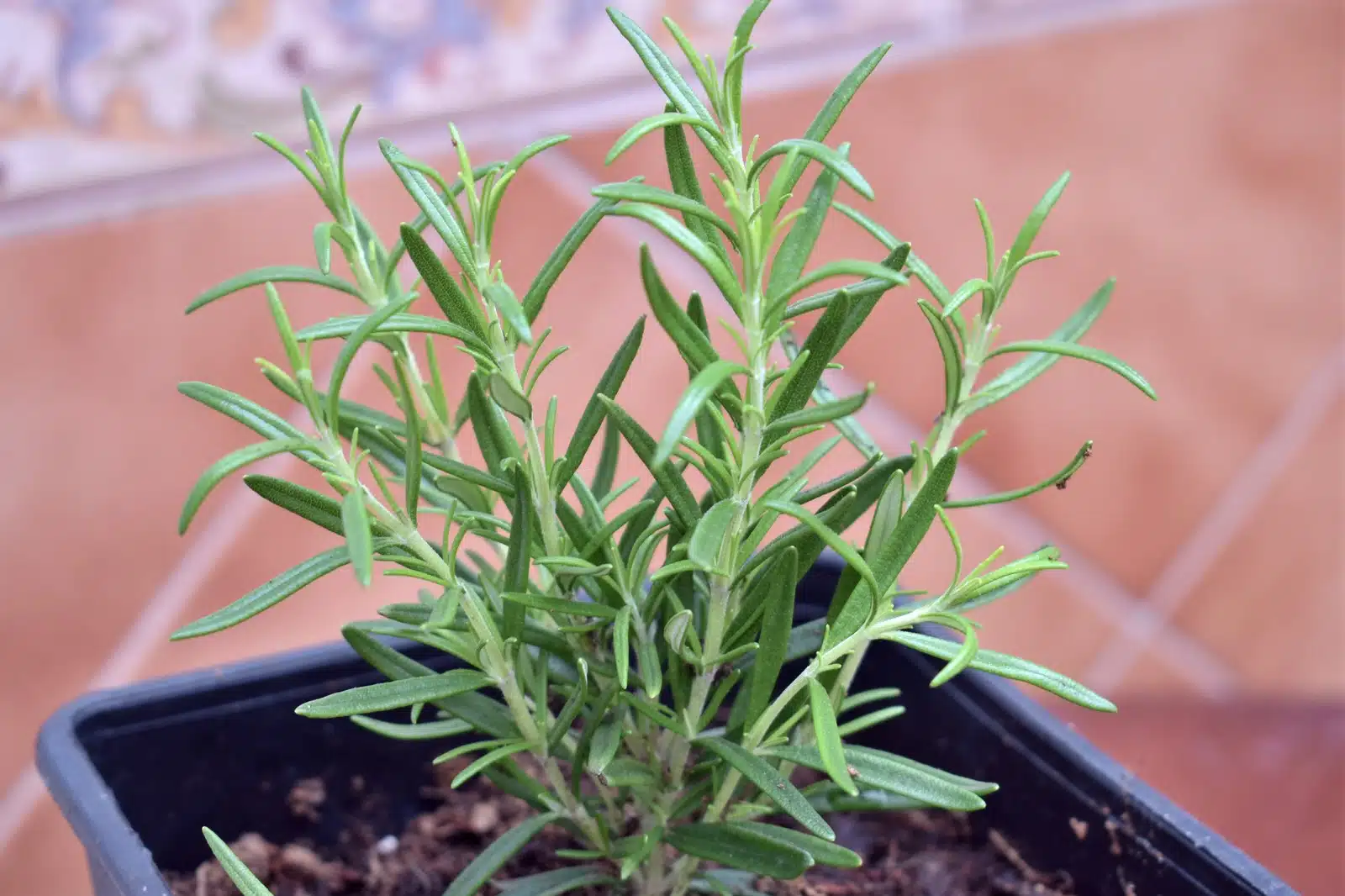Terpenos cannabis detalle 4