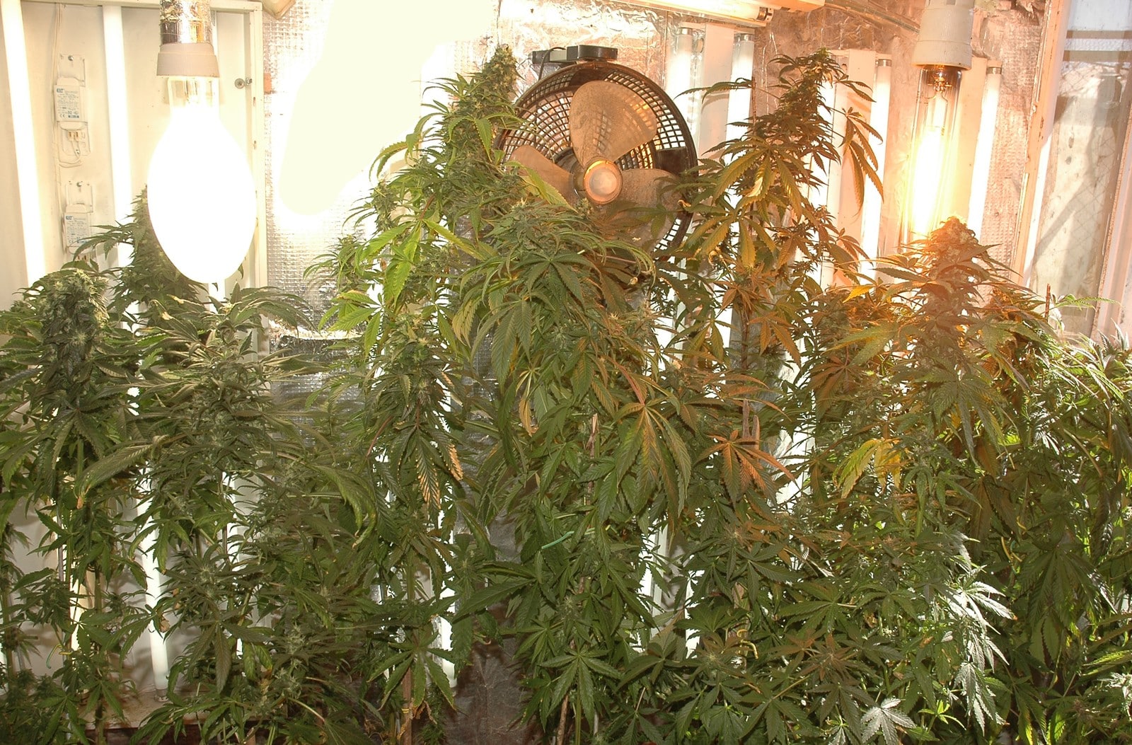 Cultivo avanzado detalle 3