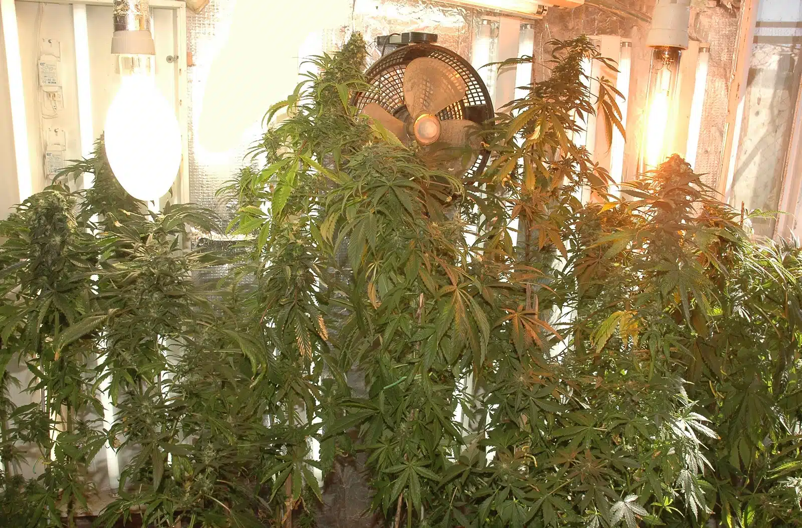 Cultivo avanzado detalle 3