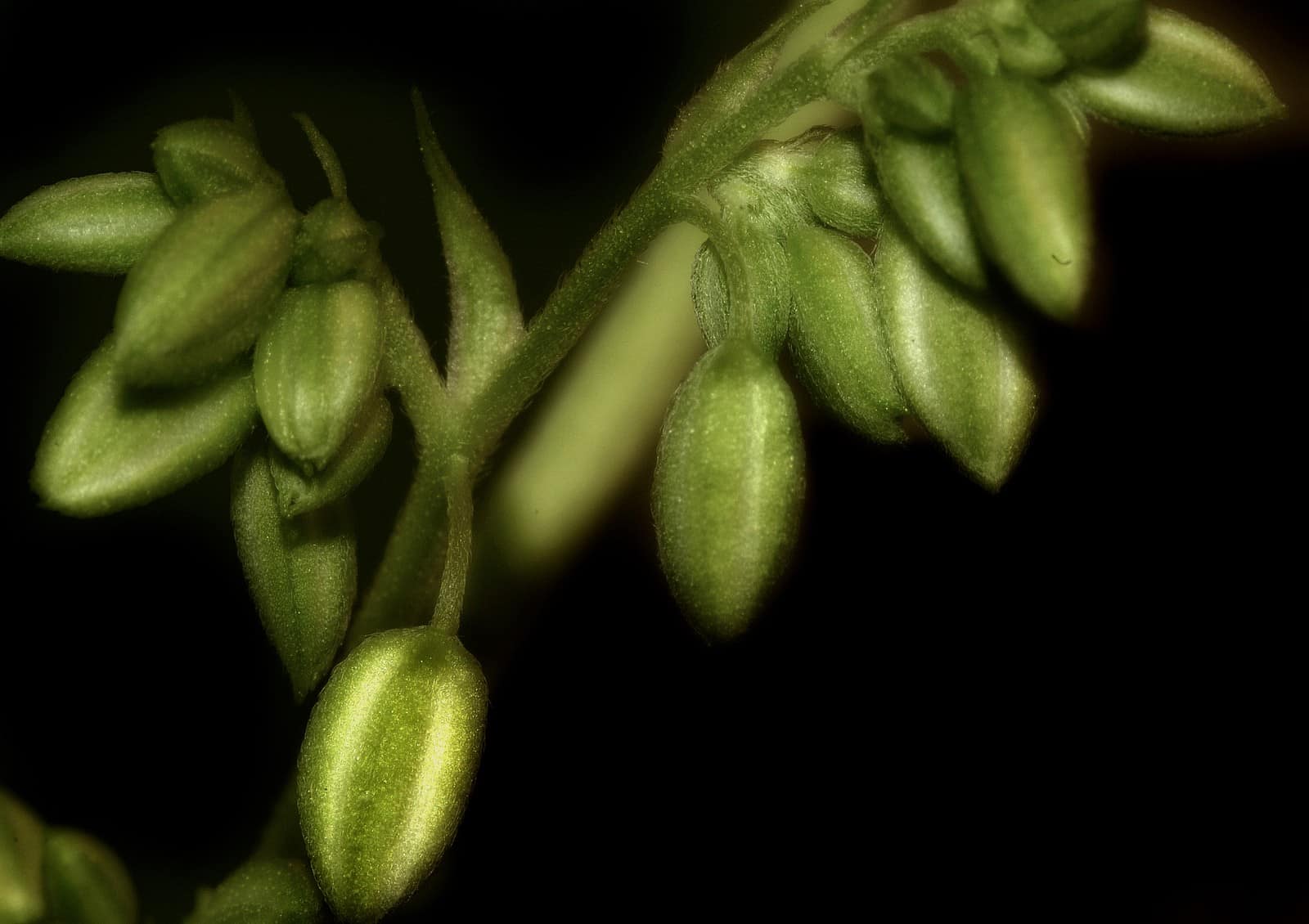 Cultivo avanzado detalle 4