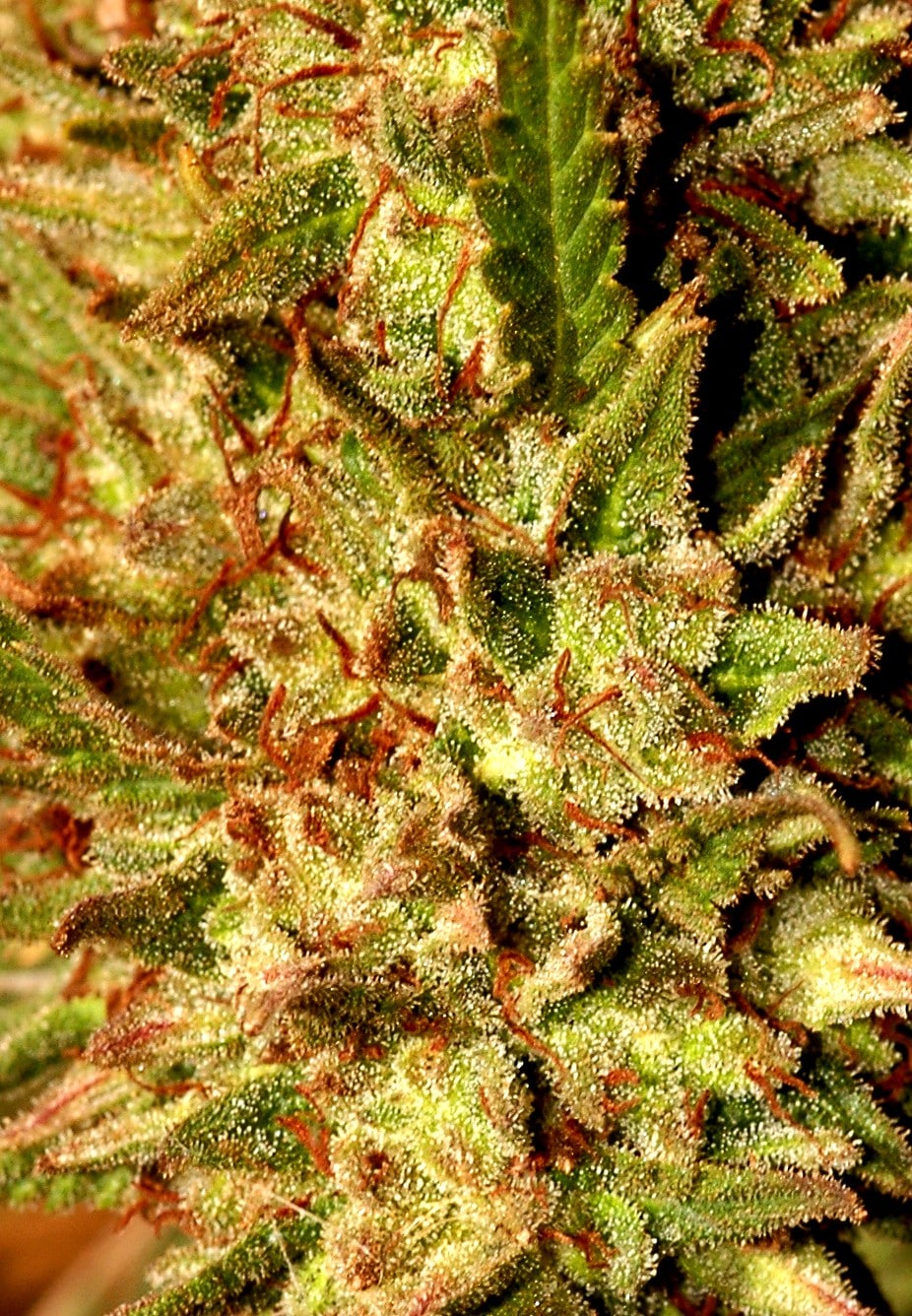 Hibridaci&oacute;n cann&aacute;bica detalle 3