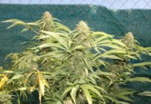 Genética californiana y cáñamo europeo: innovación botánica y nueva cultura de cultivo Genética californiana y cáñamo europeo: innovación botánica y nueva cultura de cultivo