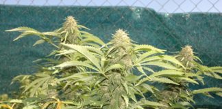 Genética californiana y cáñamo europeo: innovación botánica y nueva cultura de cultivo