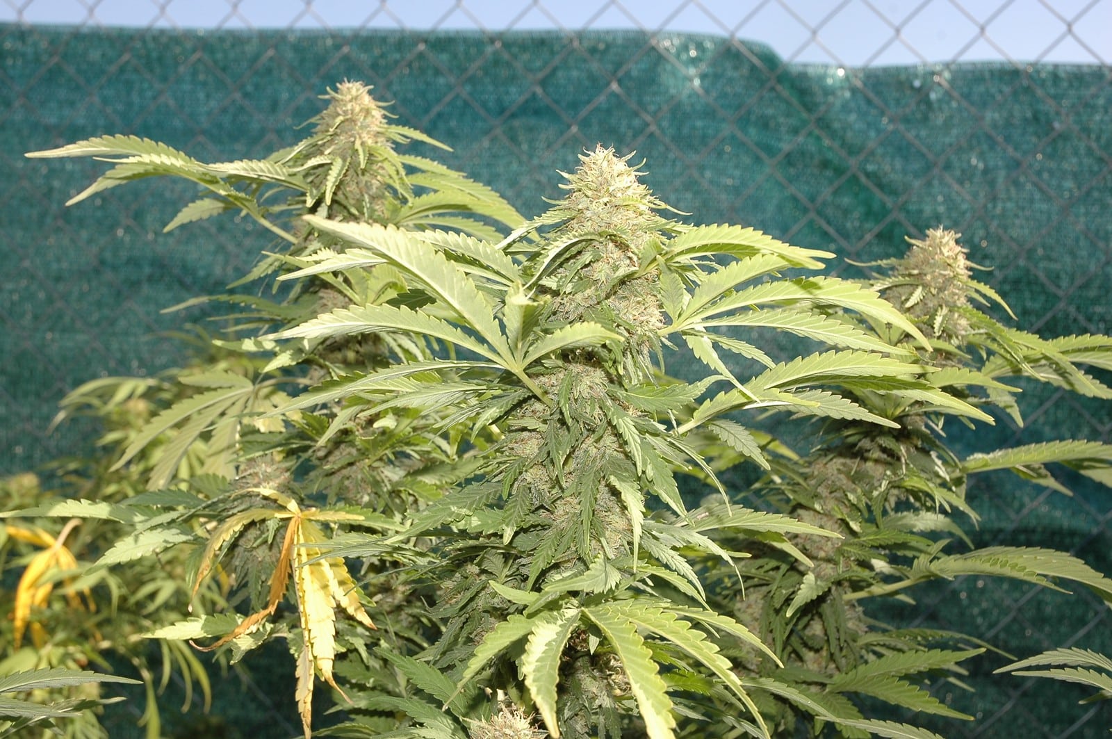 Genética californiana y cáñamo europeo: innovación botánica y nueva cultura de cultivo