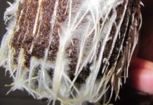 Importancia de las micorrizas en el cultivo ecológico micorrizas en el cultivo ecológico