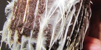 Importancia de las micorrizas en el cultivo ecológico micorrizas en el cultivo ecológico