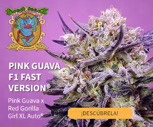 Pink Guava F1 Fast Version de Sweet Seeds