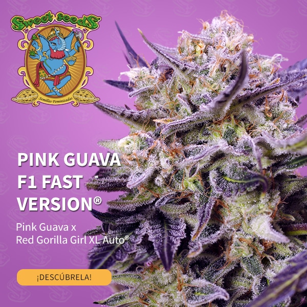 Pink Guava F1 Fast Version de Sweet Seeds