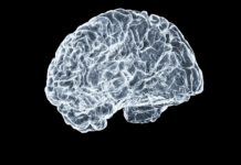 Scientific Data publica PsiConnect, un gran mapa cerebral de la psilocibina Scientific Data publica PsiConnect, un gran mapa cerebral de la psilocibina