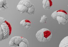 Un estudio detecta cambios cerebrales un mes después de la primera dosis de psilocibina Brain background wallpaper