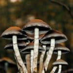 Close up shot of mushrooms