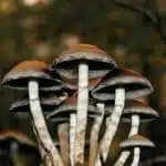 Close up shot of mushrooms