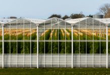 Minnesota unifica las cadenas de cannabis medicinal y uso adulto Modern greenhouse with tomato plants in south holland