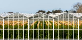 Modern greenhouse with tomato plants in south holland