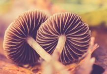 Una encuesta en Canadá detecta apoyos y frenos a la psilocibina en paliativos Two brown mushrooms on ground