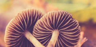 Two brown mushrooms on ground