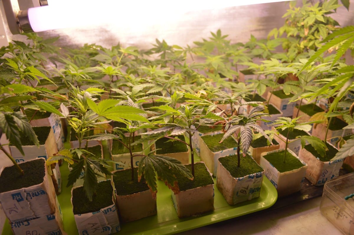 Propagaci&oacute;n sin plantas detalle 1