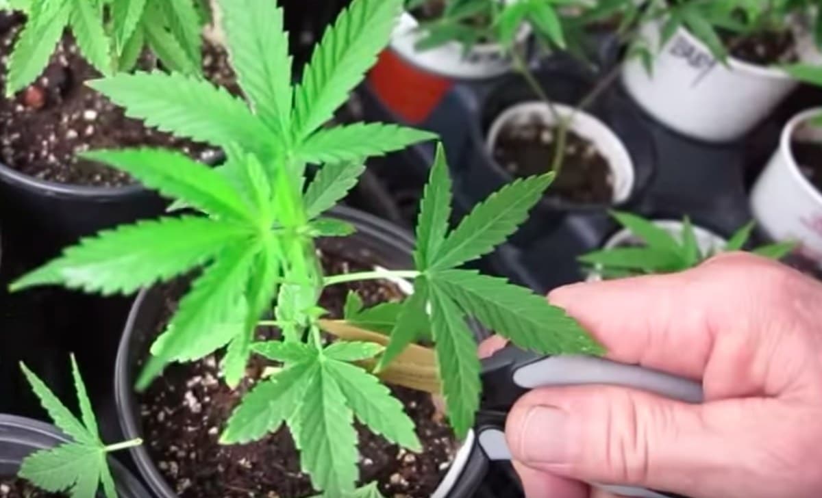 Poda de cannabis detalle 3