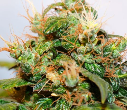 Ciclo de floración en el cannabis: consejos claves Ciclo de floración imagen 1