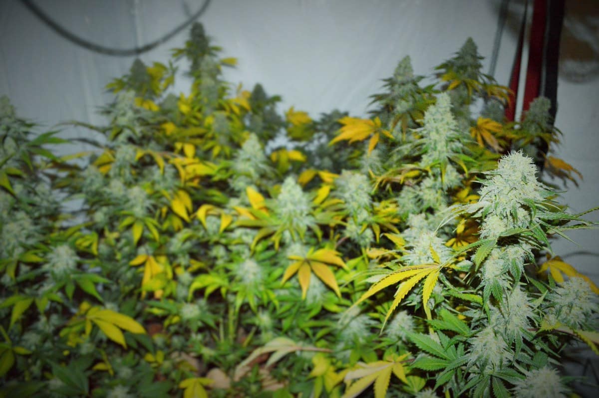 Propagaci&oacute;n sin plantas detalle 4