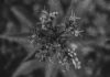 Maine alerta por vapes contaminados en su programa de cannabis medicinal Maine alerta por vapes contaminados en su programa de cannabis medicinal