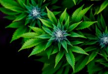 La AEMPS autoriza cultivo de cannabis medicinal en Canarias La AEMPS autoriza cultivo de cannabis medicinal en Canarias