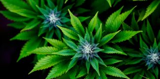 La AEMPS autoriza cultivo de cannabis medicinal en Canarias