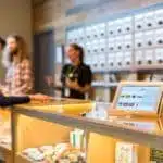 Plantas de cannabis medicinal en un cultivo regulado