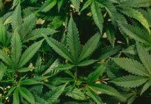 Canopy eleva un 27% sus ingresos de cannabis medicinal en Canadá Cannabis leaves