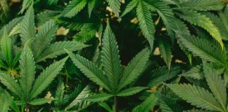 Cannabis leaves