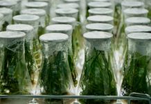 ARICCAME ordena licencias de semillas de cannabis medicinal en Argentina Covered glass beakers with plants growing inside at the botanical gardens.