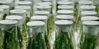 Covered glass beakers with plants growing inside at the botanical gardens.