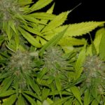 THC y CBD imagen 1