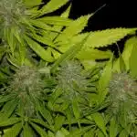 THC y CBD imagen 1