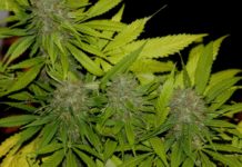 THC y CBD imagen 1