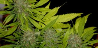 THC y CBD imagen 1