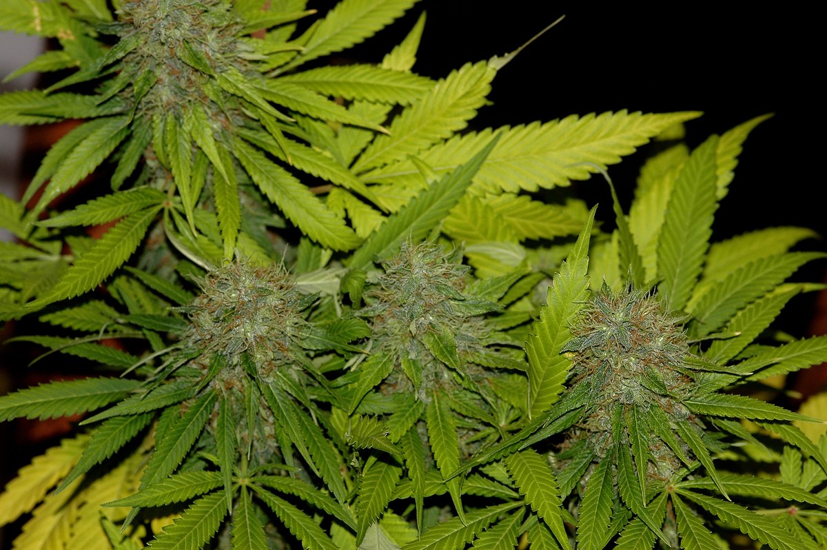 THC y CBD imagen 1