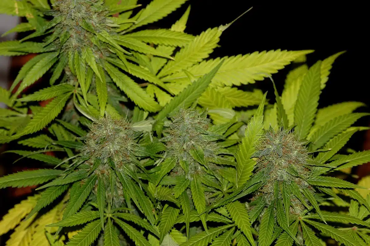 THC y CBD imagen 1