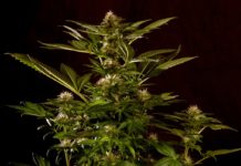 Gandaki legaliza el cultivo de cannabis medicinal en Nepal THC y CBD imagen 4
