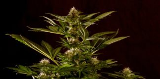 THC y CBD imagen 4