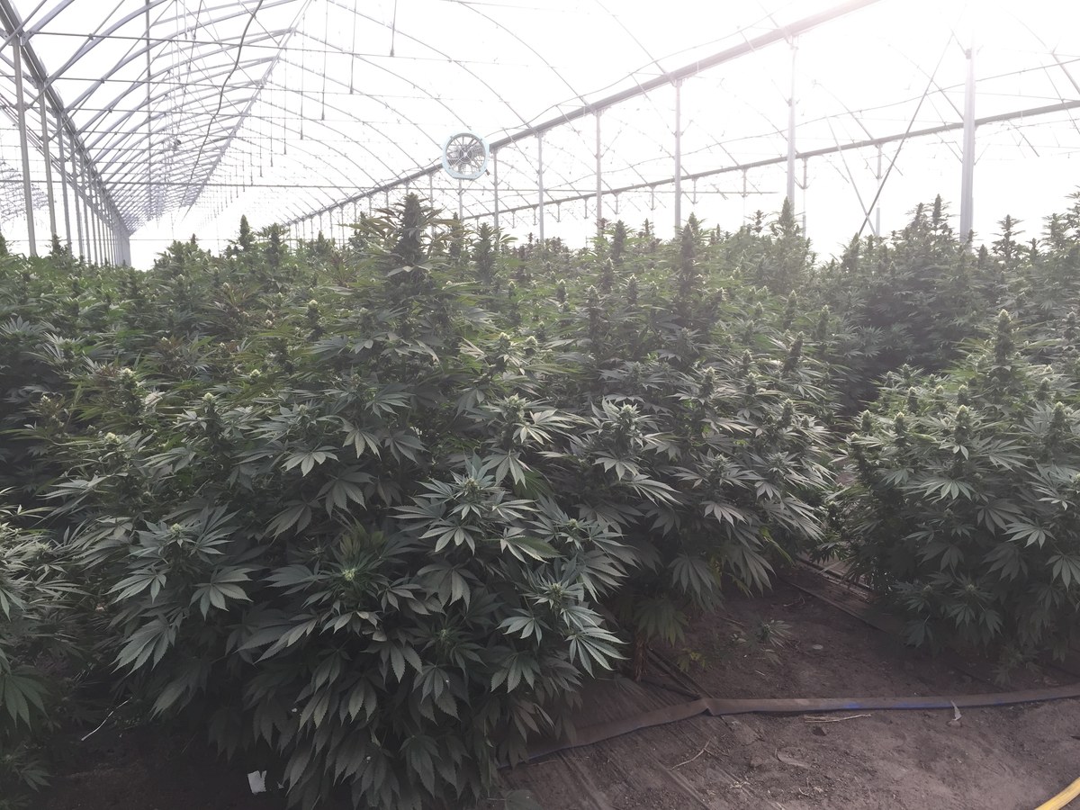 Cannabis light detalle 4