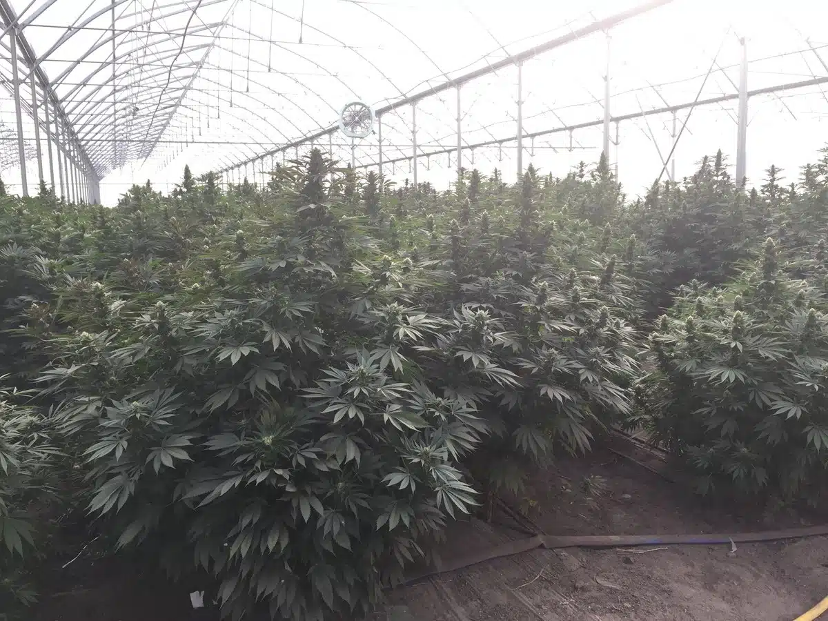 Cannabis light detalle 4