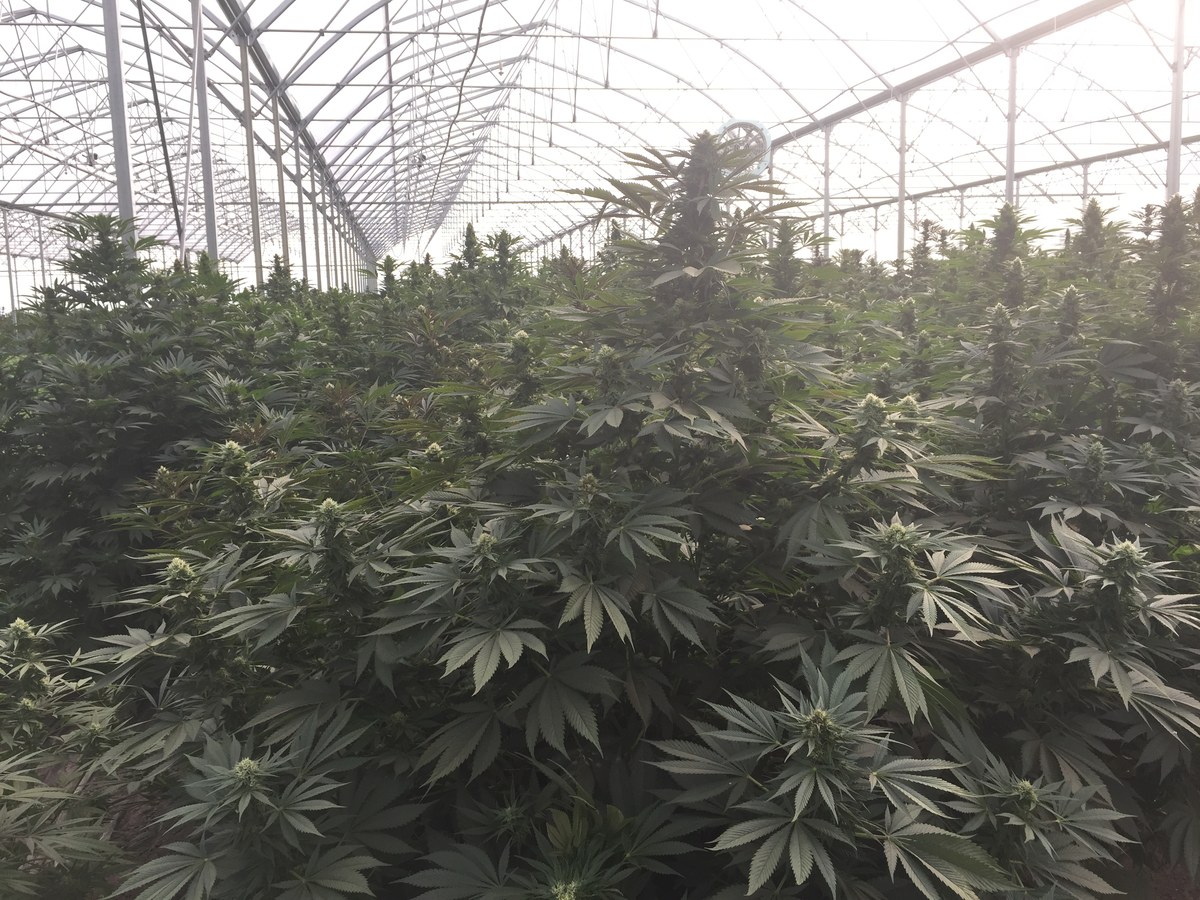 Cannabis light detalle 2