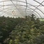 El auge del cannabis light en Europa Cannabis light imagen 1