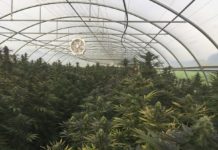 El auge del cannabis light en Europa Cannabis light imagen 1