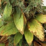 Cannabis medicinal imagen 2